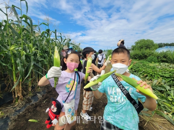 성남시농업기술센터 옥수수 따기 체험에 참여한 학생들이 직접수확한 옥수수를 들고 기뻐하고 있다.